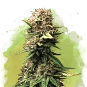 Auto Jock Horror – Nirvana Seeds – Autoflowering