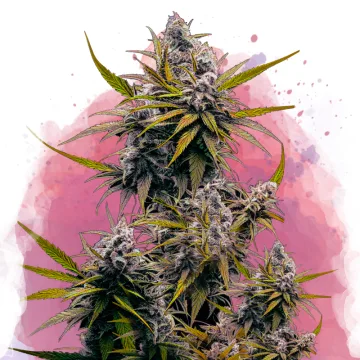 Black Jack – Nirvana Seeds – feminized