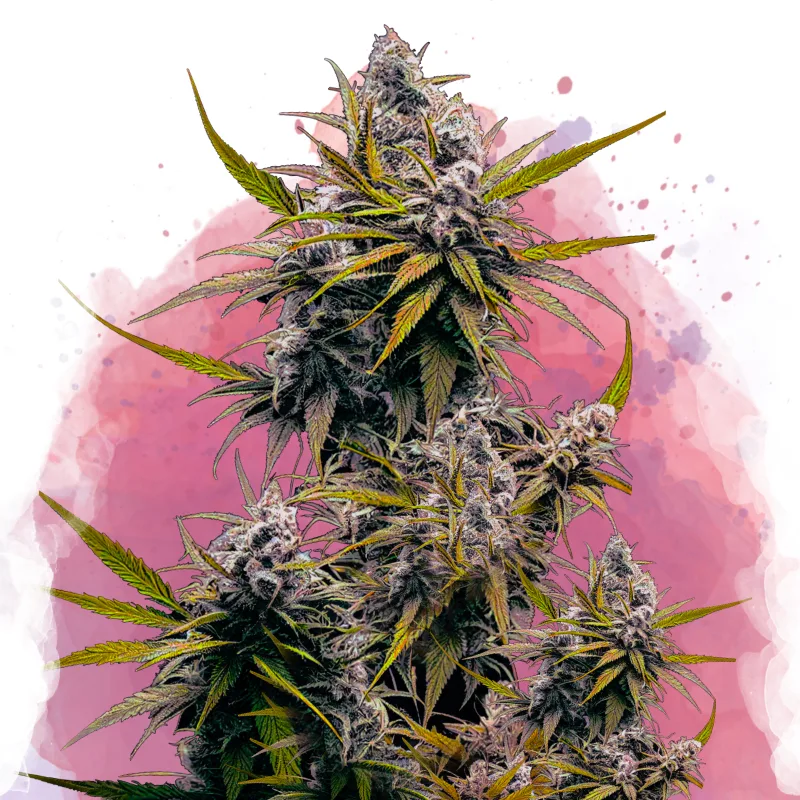 Black Jack – Nirvana Seeds – feminized