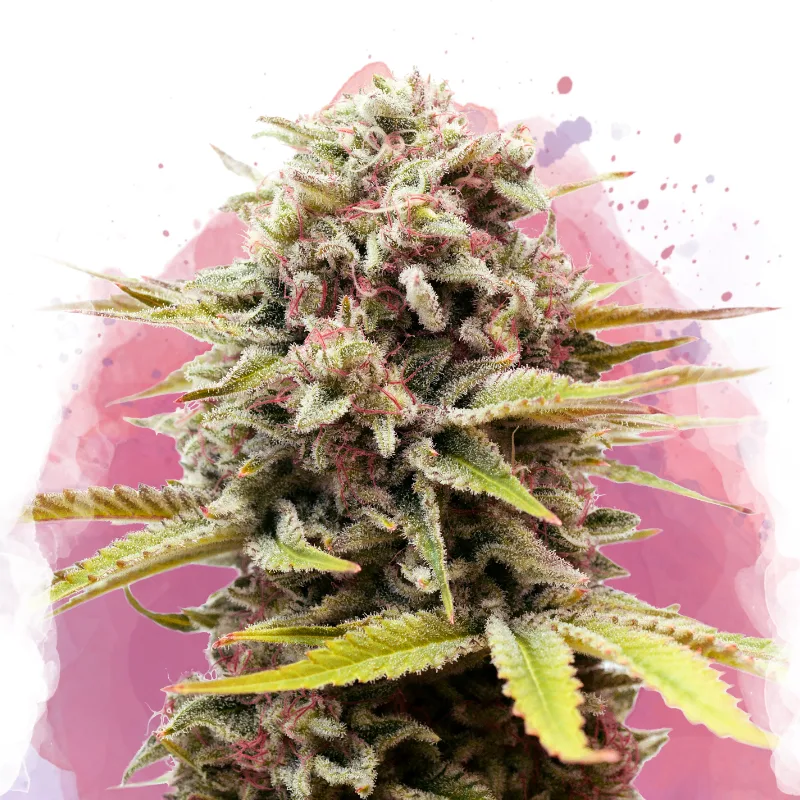 Bubblelicious – Nirvana Seeds – feminized