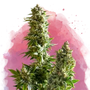 Nirvana Master Kush – Nirvana Seeds – Feminized
