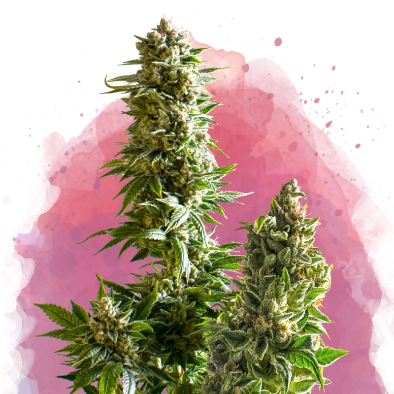 Nirvana Master Kush – Nirvana Seeds – Feminized