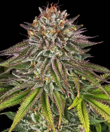 Critical Kush – Barneys Farm – feminized