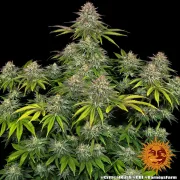 Critical Kush – Barneys Farm – Feminized