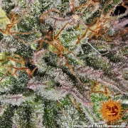 Critical Kush