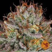 Critical Kush – Barneys Farm – Feminized