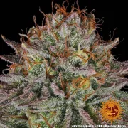 Critical Kush – Barneys Farm – Feminized