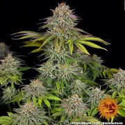 Critical Kush – Barneys Farm – Feminized