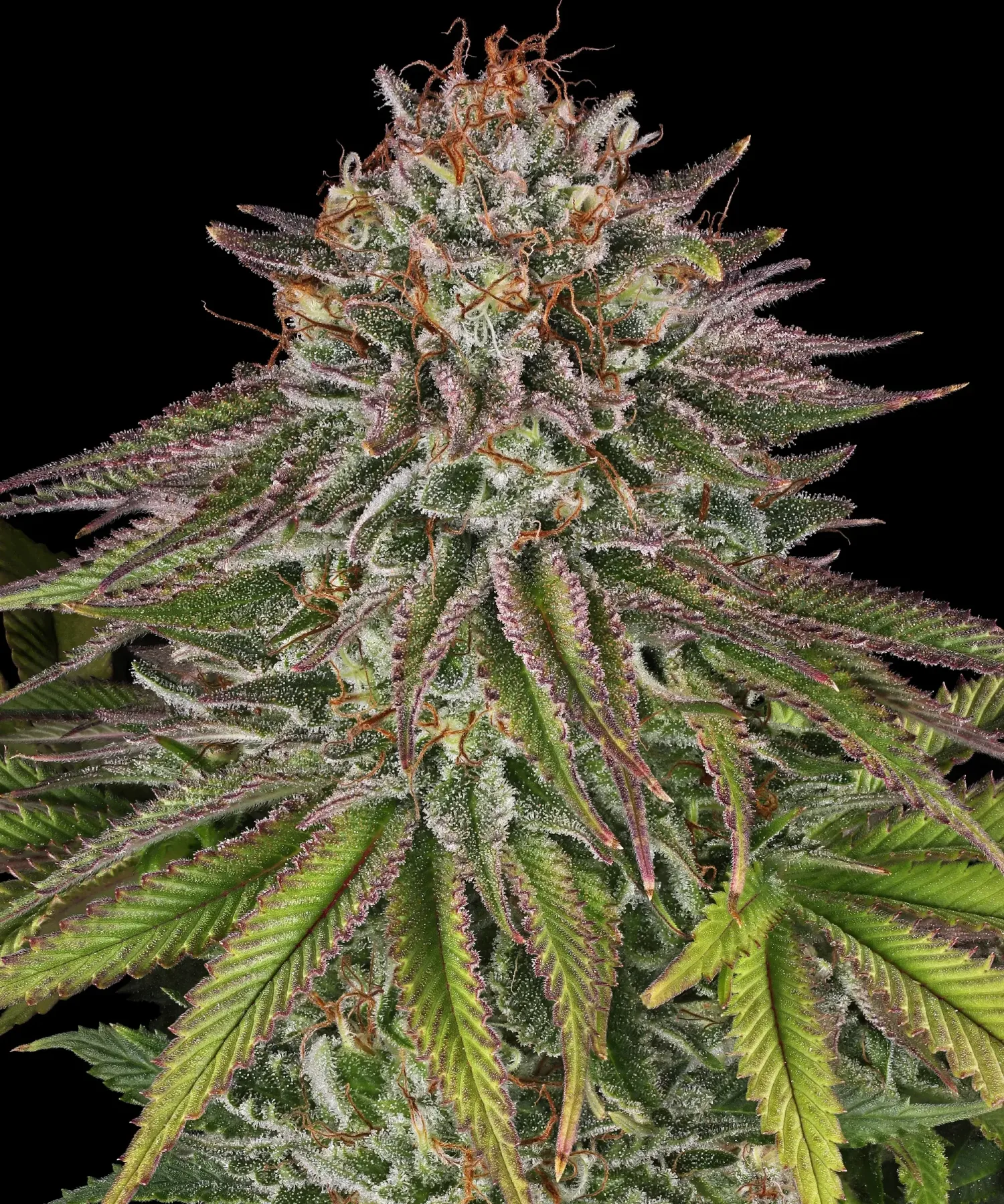 Critical Kush – Barneys Farm – Feminized