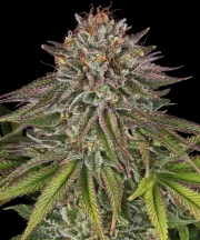 Critical Kush – Barneys Farm – Feminized