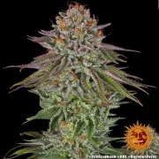 Critical Kush