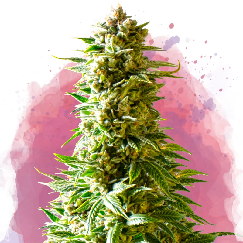 Northern Light – Nirvana Seeds – feminized