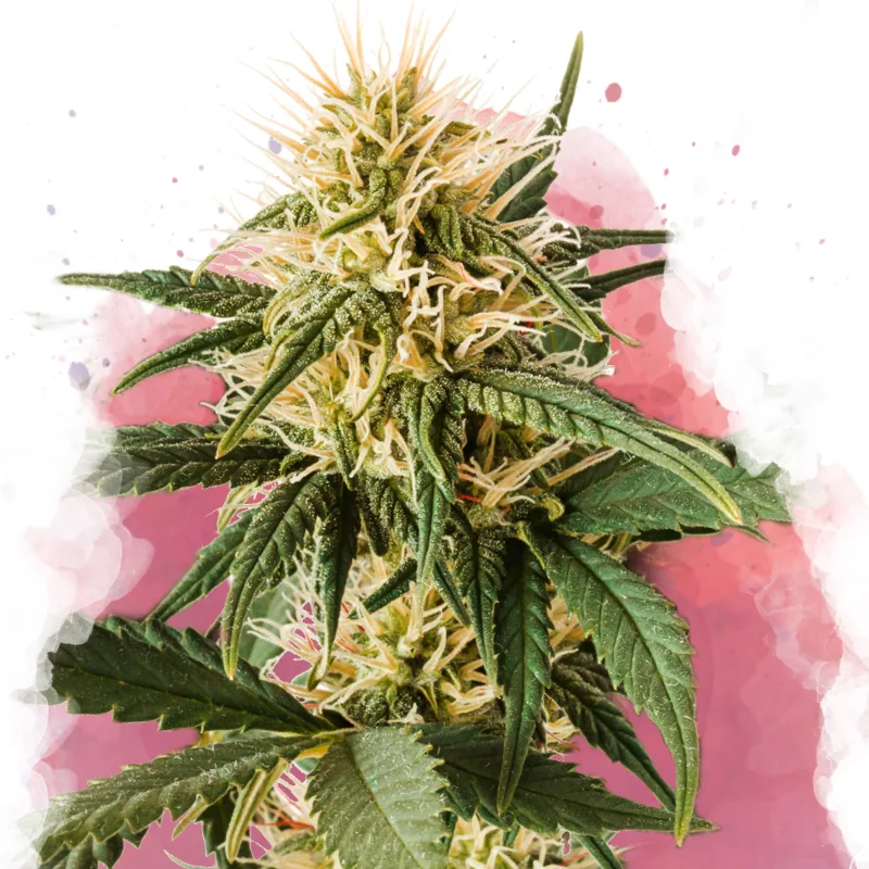 Pure Power Plant – Nirvana Seeds – feminized