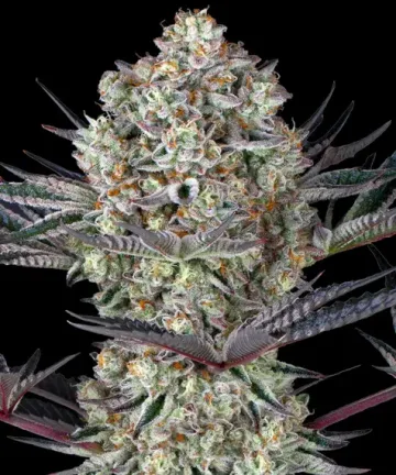 Dos Si Dos 33 – Barneys Farm – feminized