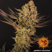 Dos Si Dos 33 – Barneys Farm – Feminized