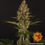 Dos Si Dos 33 – Barneys Farm – Feminized