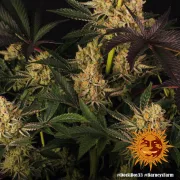 Dos Si Dos 33 – Barneys Farm – Feminized