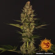 Dos Si Dos 33 – Barneys Farm – Feminized