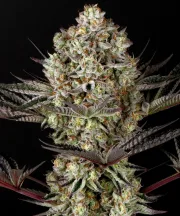 Dos Si Dos 33 – Barneys Farm – Feminized