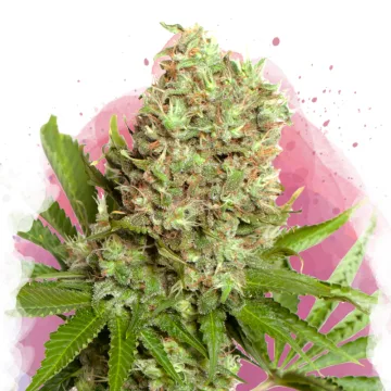 White Widow – Nirvana Seeds – feminized
