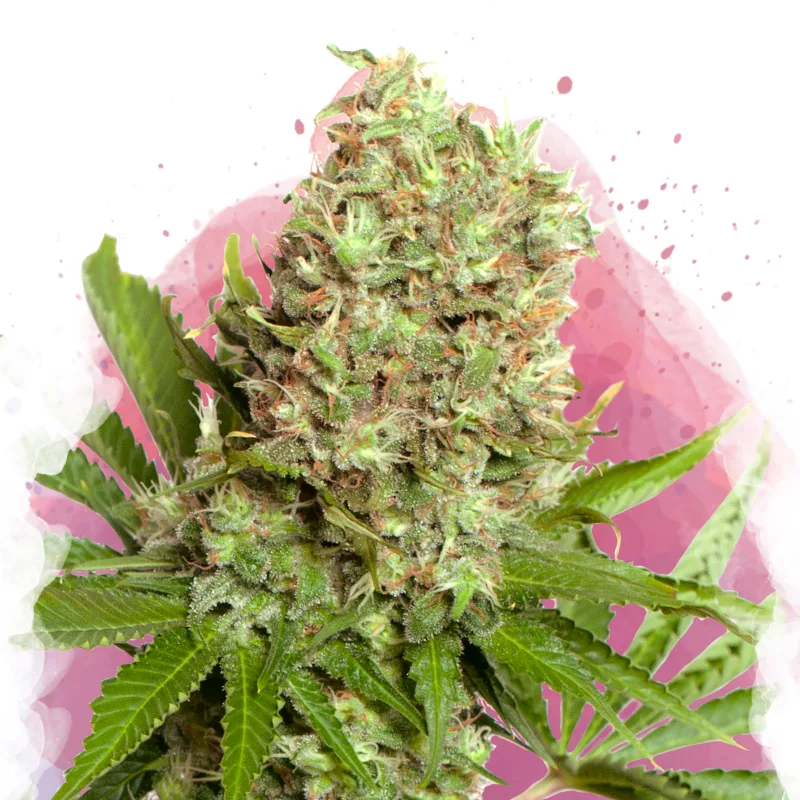 White Widow – Nirvana Seeds – feminized