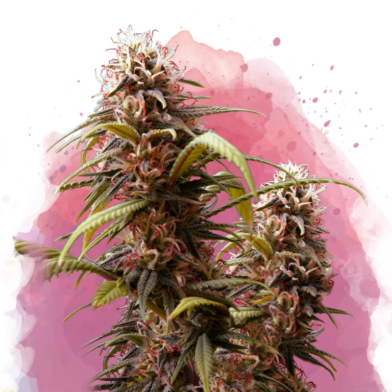 Wonder Woman – Nirvana Seeds – feminized
