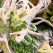 Acid – Paradise Seeds – Feminized