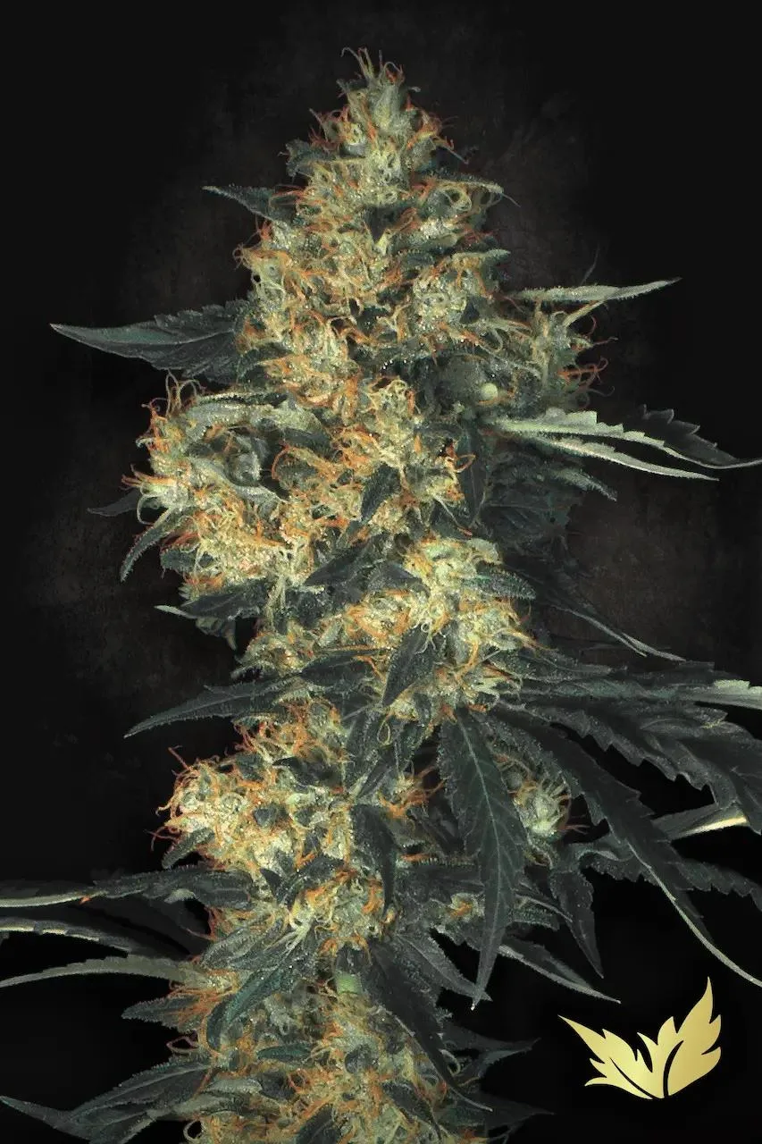 Acid – Paradise Seeds – Feminized