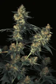 Acid – Paradise Seeds – Feminized