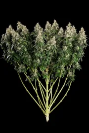 Allkush – Paradise Seeds – Feminized