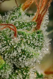 Allkush – Paradise Seeds – Feminized