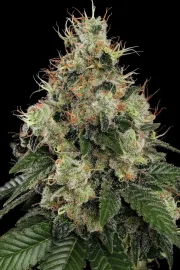 Allkush – Paradise Seeds – Feminized