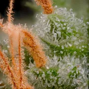 Atomical Haze – Paradise Seeds – Feminized