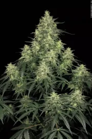 Atomical Haze – Paradise Seeds – Feminized