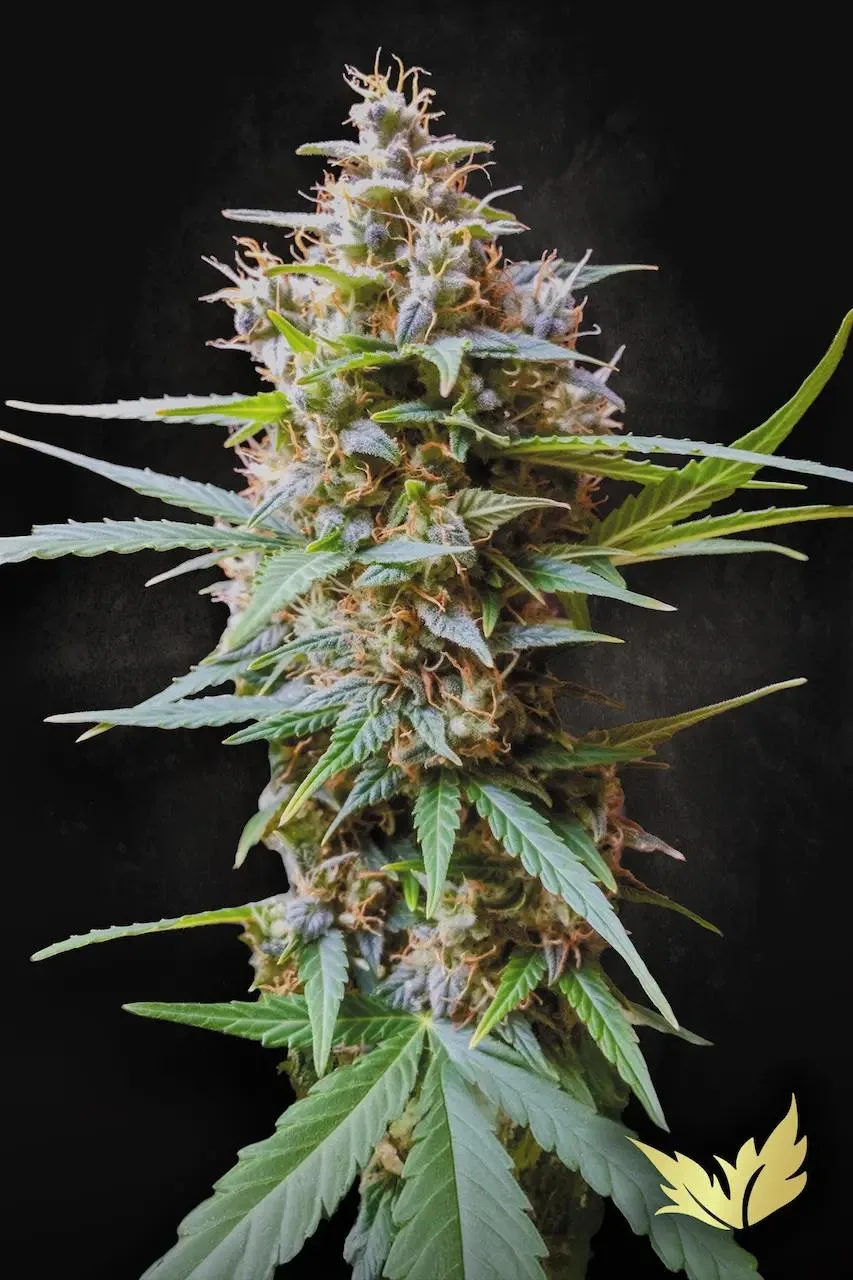 Auto Acid – Paradise Seeds – Autoflowering
