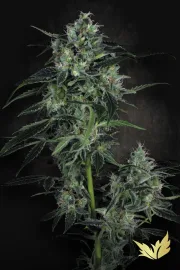 Auto Whiteberry – Paradise Seeds – Autoflowering