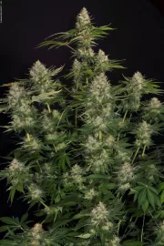 Opium – Paradise Seeds – Feminized