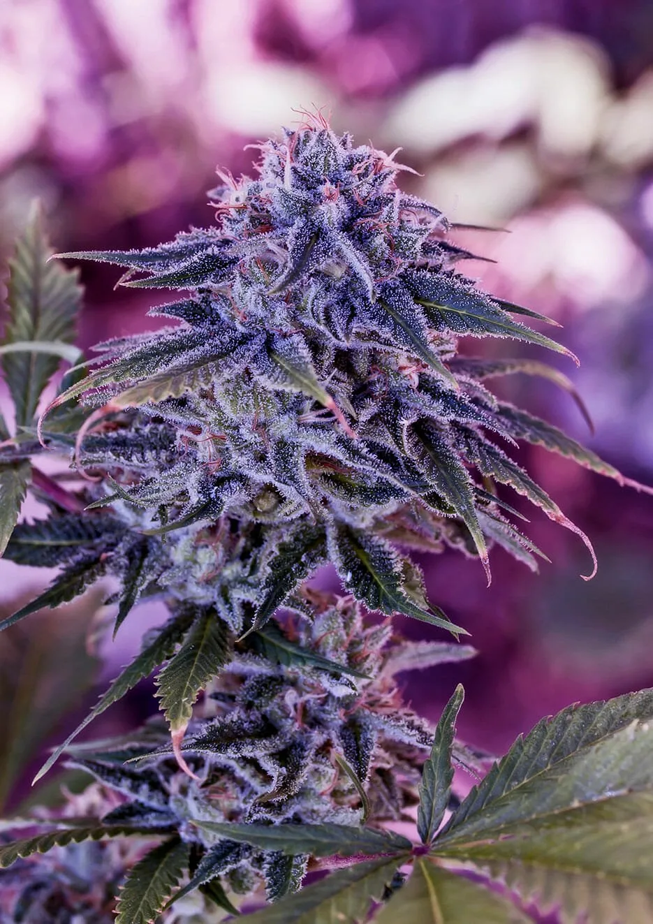 Blue Rhino – Positronics – Feminized