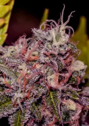 Caramel Ice – Positronics – Feminized