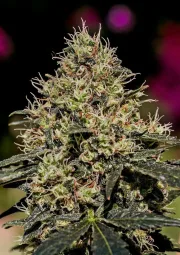 Critical #47 – Positronics – Feminized