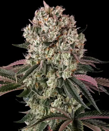 Glookies – Barneys Farm – feminized