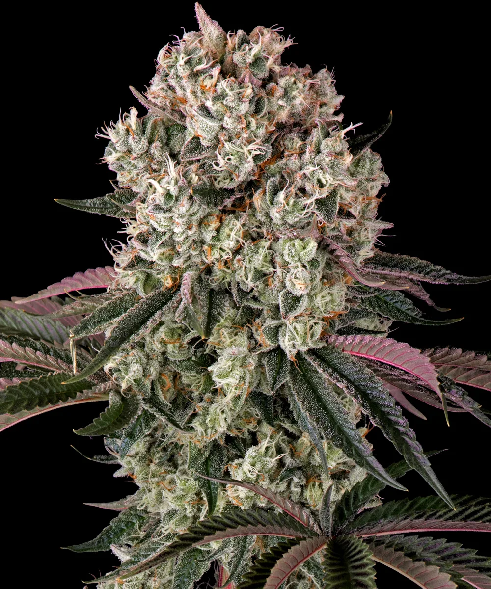 Glookies – Barneys Farm – Feminized