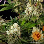 Glookies – Barneys Farm – Feminized
