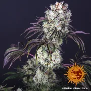 Glookies – Barneys Farm – Feminized