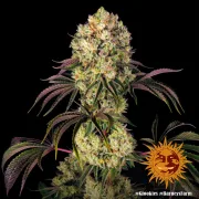 Glookies – Barneys Farm – Feminized