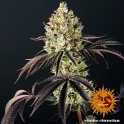 Glookies – Barneys Farm – Feminized