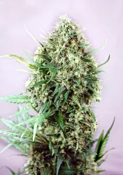 Jack Diesel – Positronics – Feminized