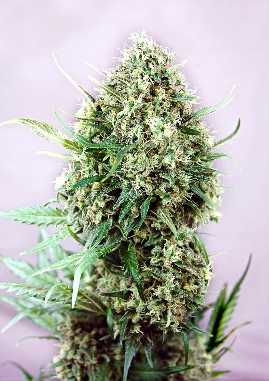 Jack Diesel – Positronics – Feminized