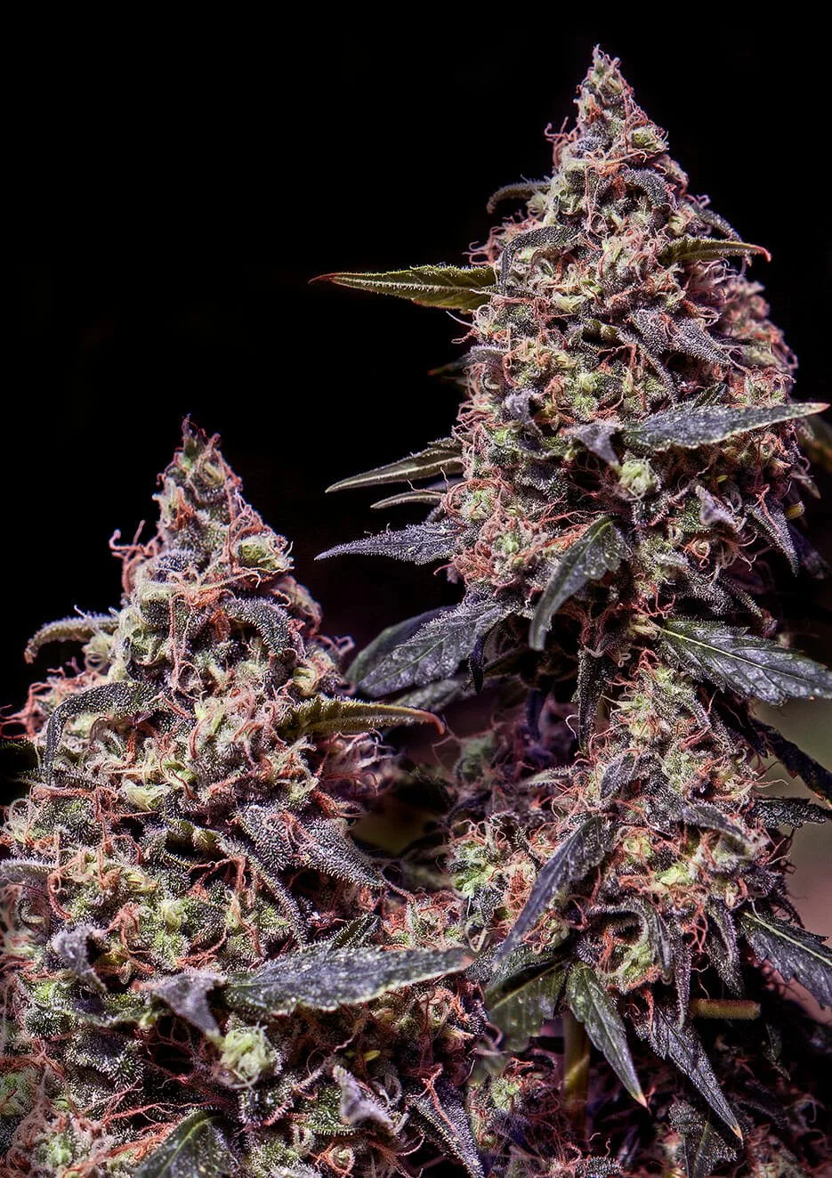 Somango #47 – Positronics – Feminized