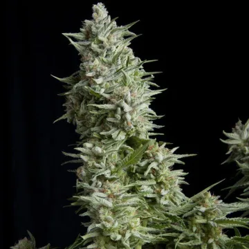 Alpujarreña – Pyramid Seeds – feminized